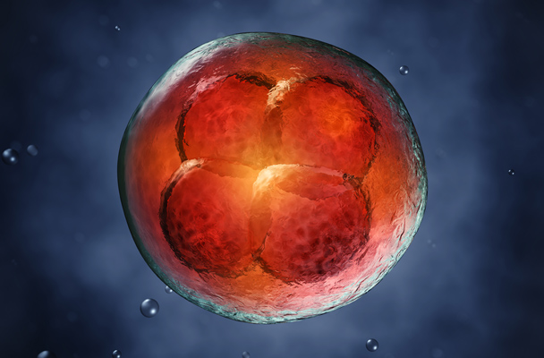Embryospende